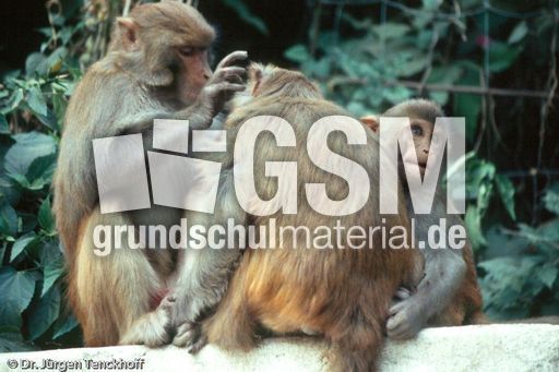 Nepal (49 von 124).jpg